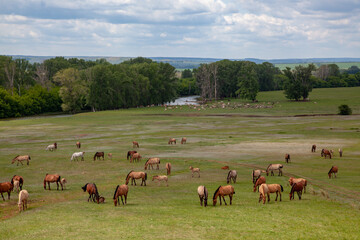 Naklejka na ściany i meble The expanses of Bashkiria. Horses grazing on the plain
