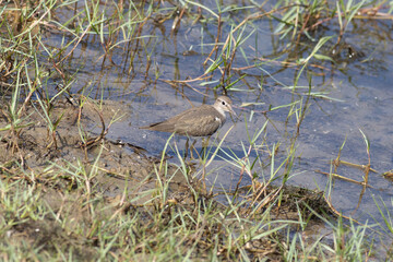 Common Sandpiper foraging for food