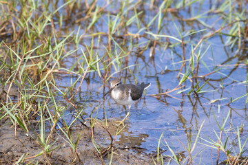 Common Sandpiper foraging for food