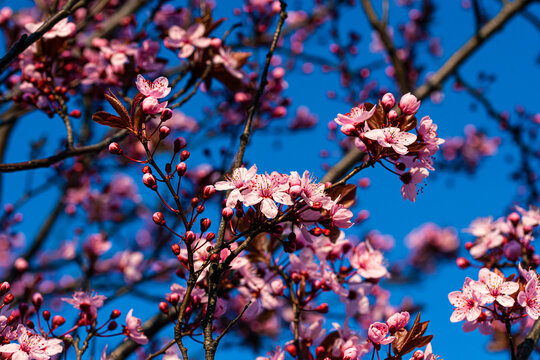 Ringlottenbl&uuml;te im Fr&uuml;hling