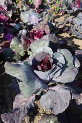 field of red cabbage in sunlight