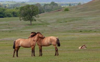 Naklejka na ściany i meble The expanses of Bashkiria. Horses grazing on the plain. The relationship of horses.
