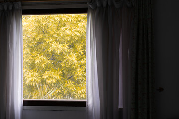 window with drawn curtain with background of yellowed leaves
