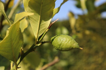 Obraz premium green lemon on a tree