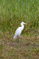 Cattle Egret