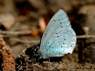 Bläuling Schmetterling auf Waldboden