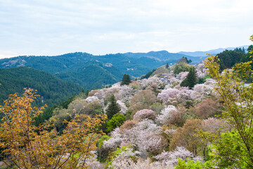 Fototapeta na wymiar 吉野の桜