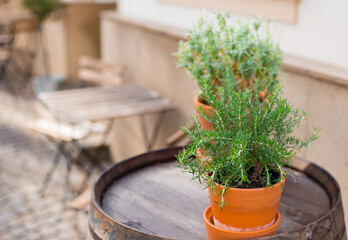Fresh and green herbs in the old brown pots, vase of rosemary on the table of a street cafe with wooden tables and chairs. Soft focus