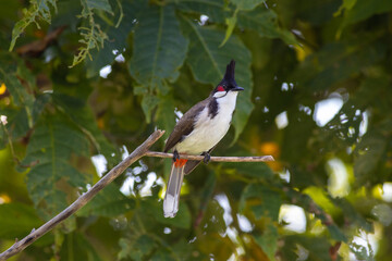 Red Whiskered Bulbul Lazing after food