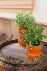 Fresh and green herbs in the old brown pots, vase of rosemary on the table of a street cafe with wooden tables and chairs. Soft focus