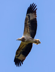 White Bellied Sea Eagle Hunting for Food