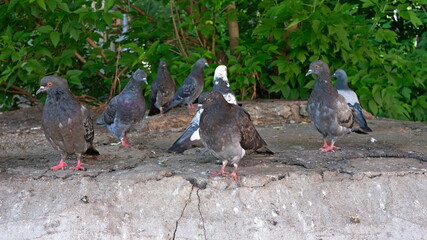 A flock of pigeons on a concrete slab in the city