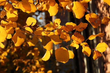 Autumn leaves. Yellow leaves on a tree branch on sunny bright day
