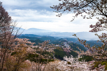 Obraz premium 吉野の桜