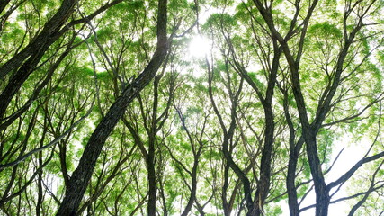 Huge willow trees through which sunlight makes its way in the park