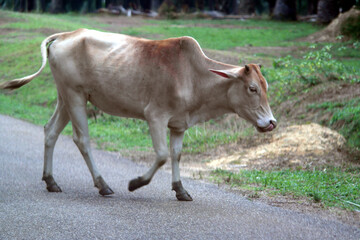 Cow in farm, cows in farm
