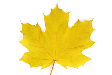 Yellow maple leaf as an autumn symbol. Isolated on white.