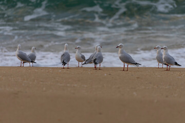 seagulls on the beach