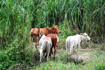 Cow in farm, cows in farm