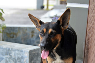 dog portrait close up view