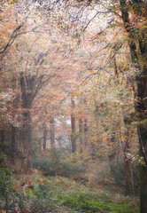Autumn at Idless woods Cornwall England uk fall time very colourful 