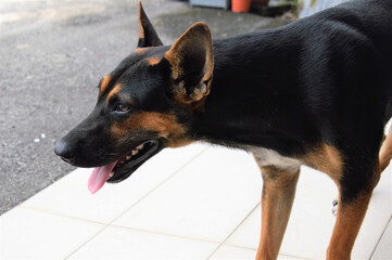 dog portrait close up view