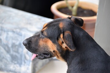 dog portrait close up view