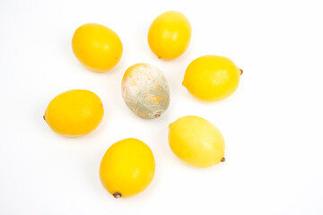Rotten lemon next to fresh lemons on a white background