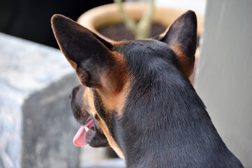 dog portrait close up view