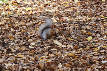 Squirrel in the autumn park