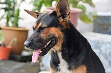 dog portrait close up view