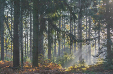 Morning sunrays in woods 
