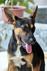 dog portrait close up view