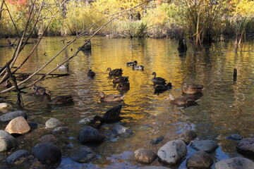 Obraz na płótnie Canvas Lake and ducks in autumn