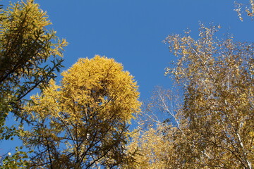 Autumn tree tops on sky background. Tree tops in autumn. Autumn forest