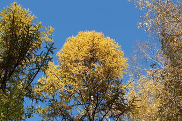 Autumn tree tops on sky background. Tree tops in autumn. Autumn forest	