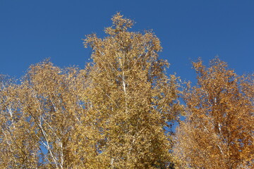 Autumn tree tops on sky background. Tree tops in autumn. Autumn forest