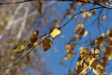 Autumn leaves. Yellow leaves on a tree branch on sunny bright day