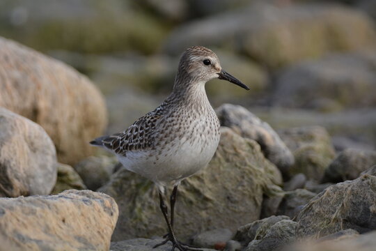 White Rumped Sadpiper