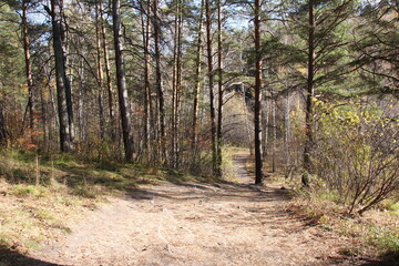 Fototapeta premium path in the forest