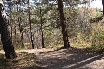 path in the forest