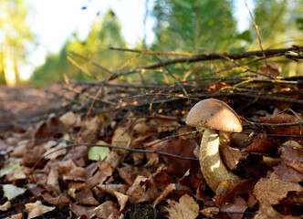 Edible brown cap boletus among the grass and moss in autumn forest. Awesome fungus Aspen Mushroom against the background of green vegetation on the background of sunbeams.