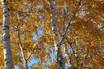 Fototapeta premium Birch tree in autumn. Autumn in the forest