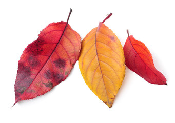 Leaf isolated on a white background 