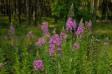 Fototapeta premium Medicinal plant with pink flowers in the forest in a sunny meadow