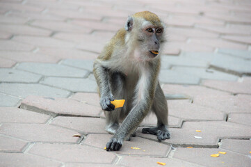 wild monkey at Balinese temple Indonesia