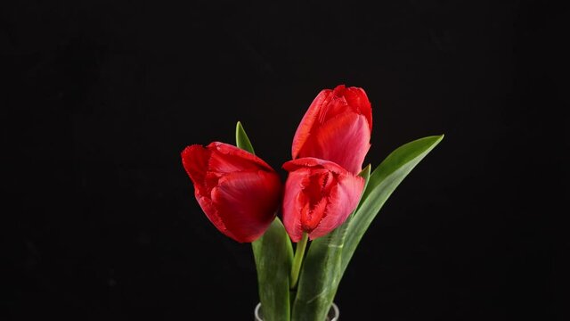 Tulips. Timelapse of bright red striped colorful tulips flower blooming top view on black background. Holiday bouquet. 4K video