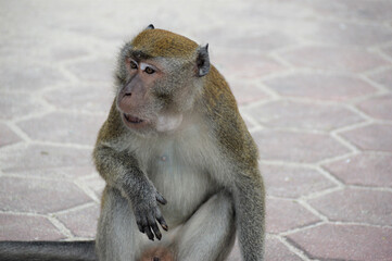 Obraz premium wild monkey at Balinese temple Indonesia