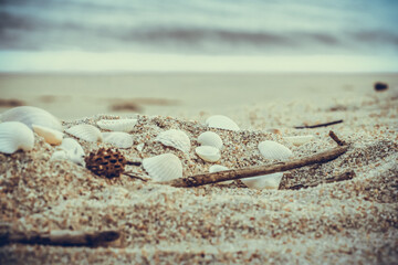 shell in the beach on the sad background