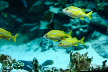 yellow exotic fish swim in the aquarium against the background of corals
